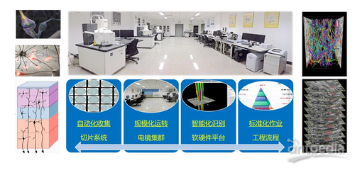 細胞能量工廠——線粒體如何解碼神經元活動模態及其在網絡技術開發中的應用